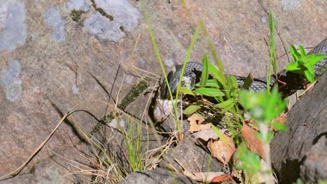 la serpiente de hierba (natrix natrix) se come a sus presas. a veces llamada serpiente anillada o de agua, es una serpiente colúbrida no venenosa de eurasia.