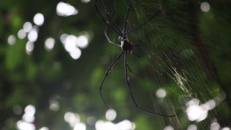 black giant golden orb weaver spider resting on silk web