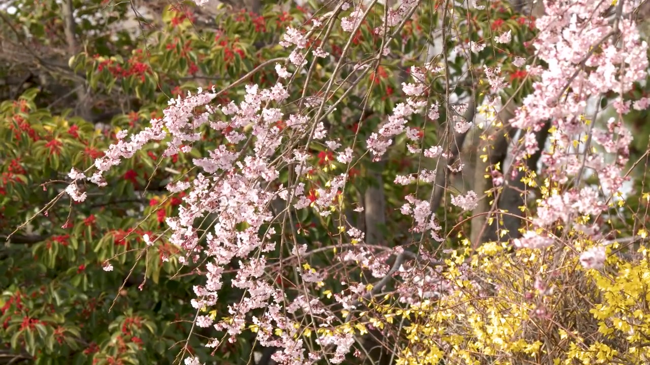 A static medium shot captures pink sakura branches and yellow flowers swaying in soft daylight.