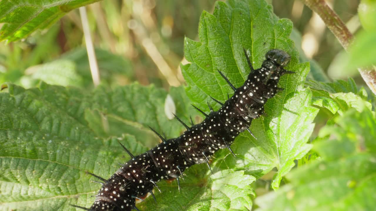 Full body view of Peacock Butterfly Caterpillar in shade of plant standing on leaf