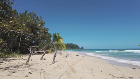 playa de arena remota con palmeras y aguas claras en la isla de bastimentos, panamá