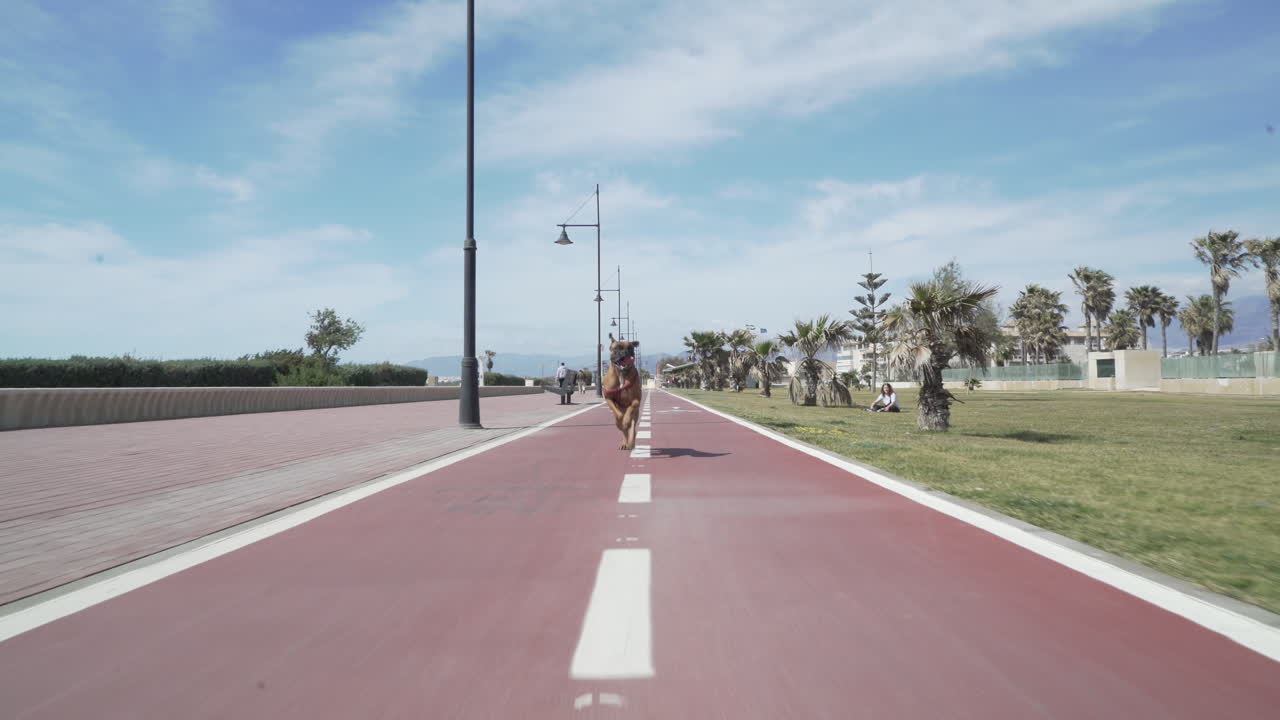 Following boxer dog running fast