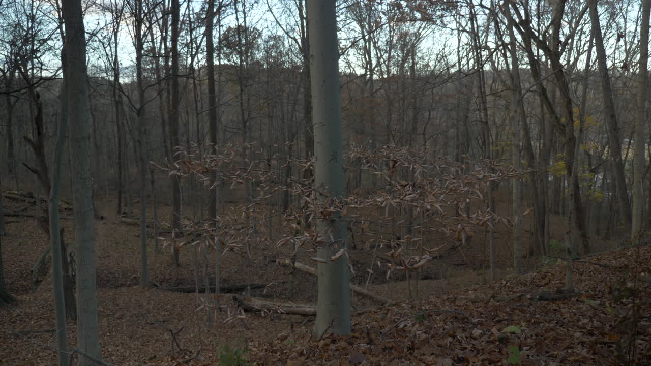 슬로우 모션으로 가을 숲