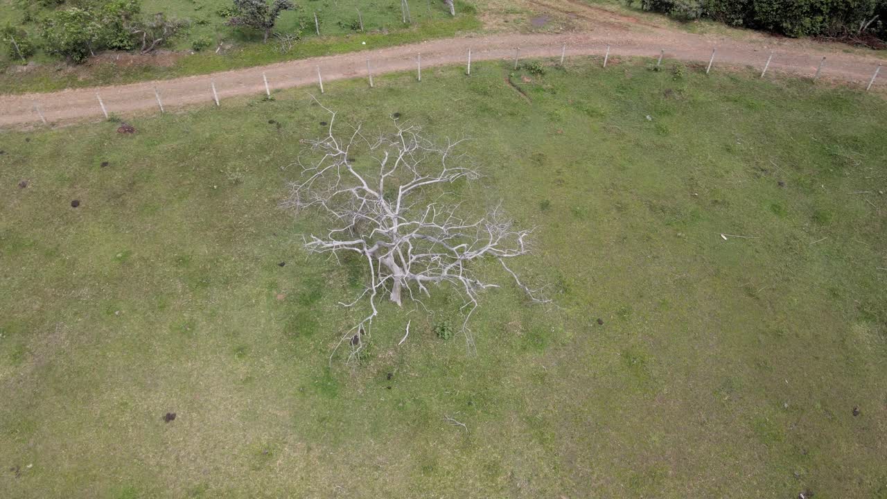 콜롬비아의 위대한 산