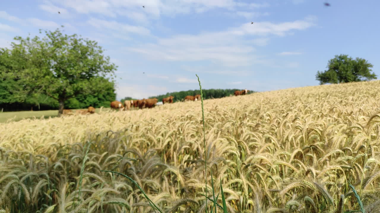 A herd of cows behind a wheat field, an insect is flying infront of the camera, pedestal shot
