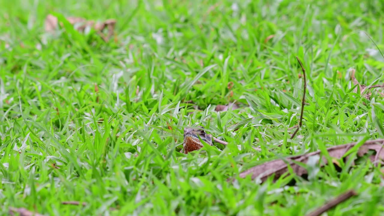 Suddenly peeking out of its burrow in the middle of the grass, Eyed Butterfly Lizard, Leiolepis ocellata, Huai Kha Kaeng Wildlife Sanctuary, Thailand