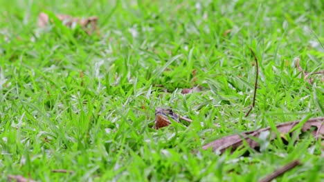 Suddenly-peeking-out-of-its-burrow-in-the-middle-of-the-grass,-Eyed-Butterfly-Lizard,-Leiolepis-ocellata,-Huai-Kha-Kaeng-Wildlife-Sanctuary,-Thailand