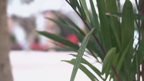 hojas de palmeras exóticas ondeadas por el viento closeup cámara lenta