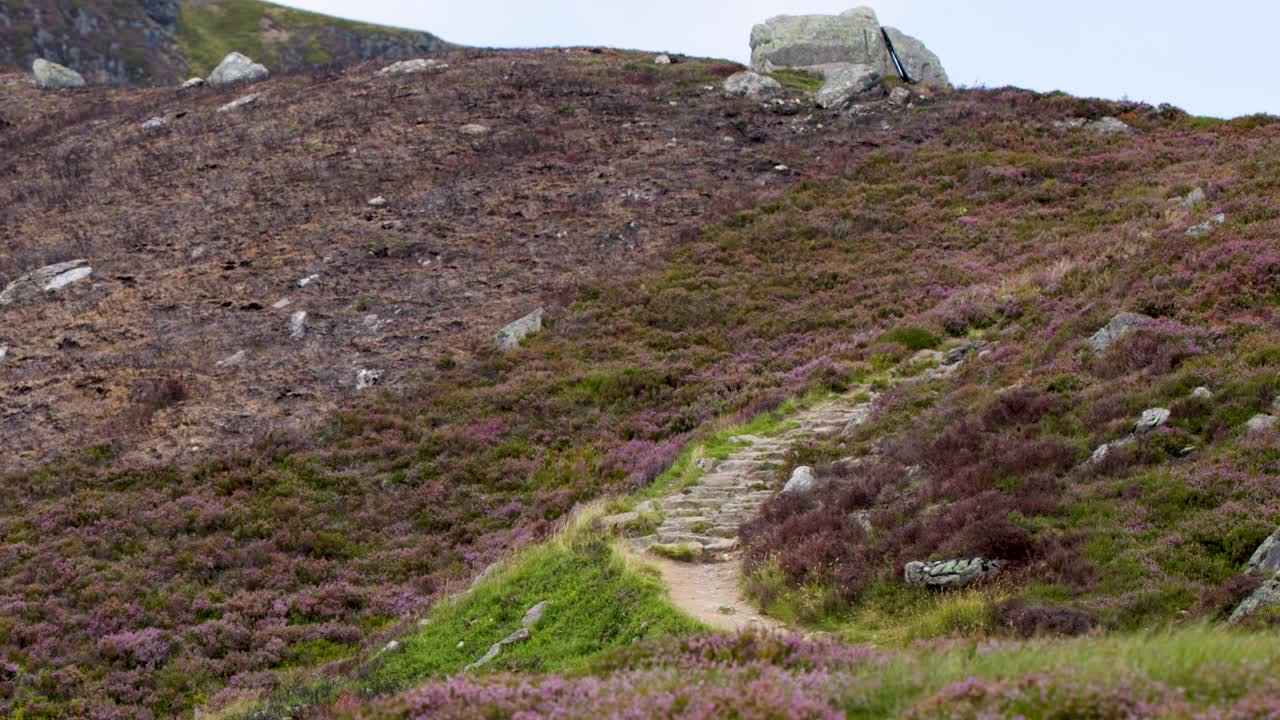 Camera tilts upward along heather-lined trail, revealing rocky outcrop under soft daylight
