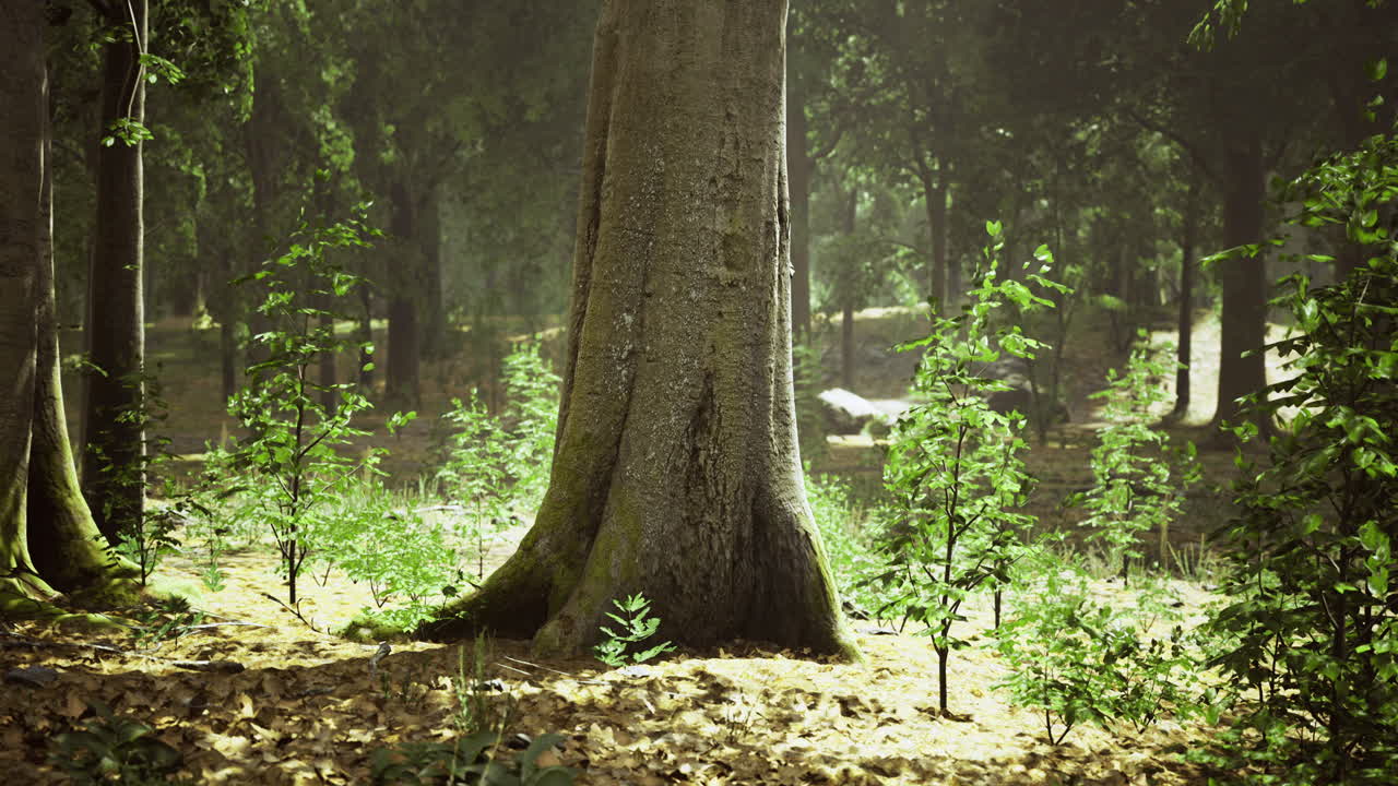 Majestic trees stand tall in a serene forest filled with vibrant greenery