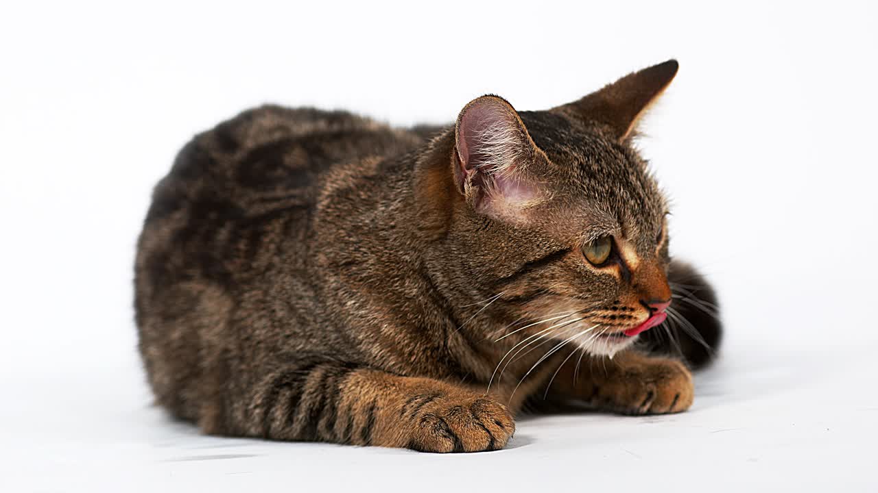 Brown Tabby Domestic Cat Licking its Chops against White Background, Slow motion 4K