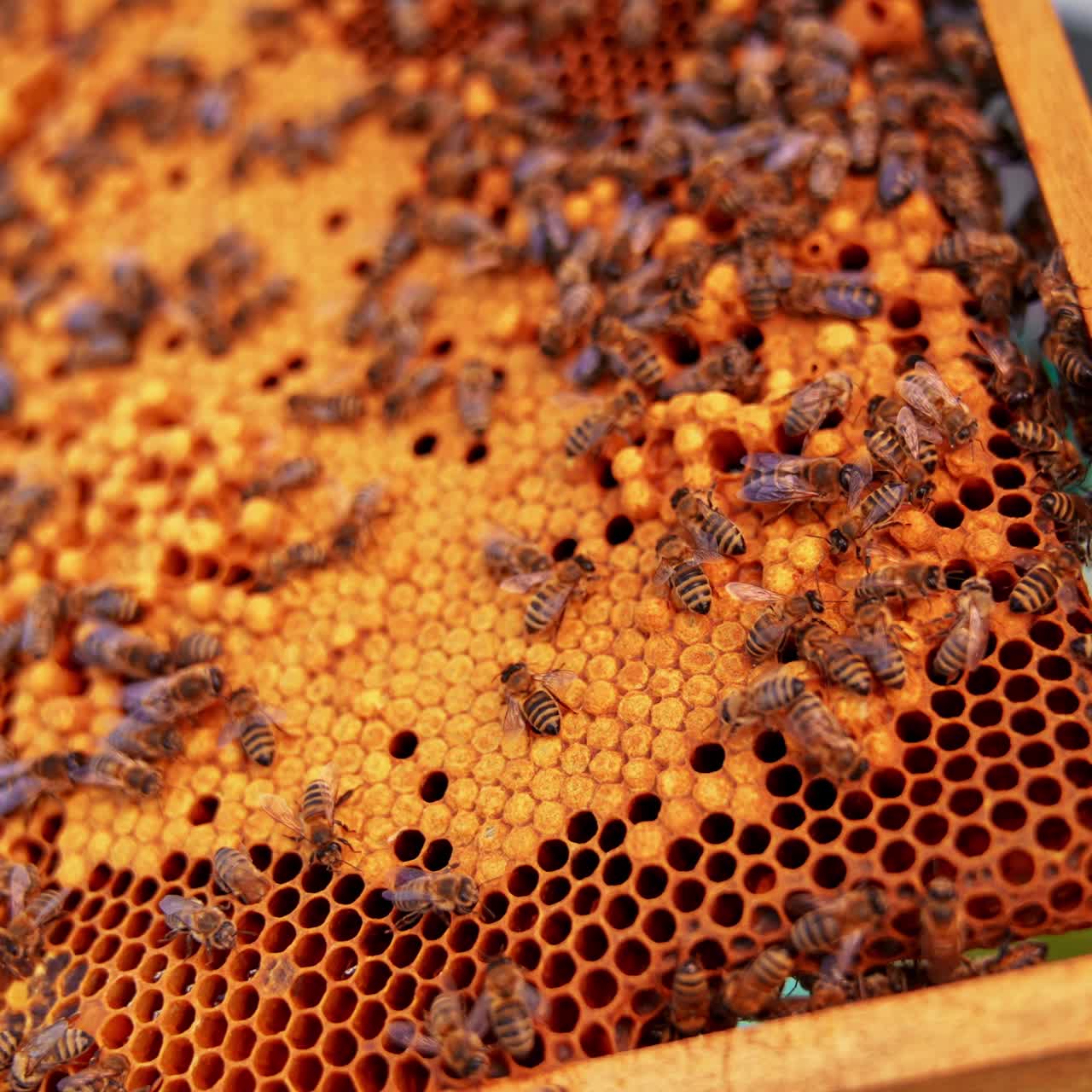 Honey bee brood ready to hatch. Frame of honeycombs with bee larvae. Working bees covering the frame. Close up