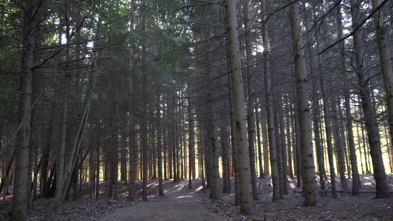멋진 배경을 만드는 많은 나무들이 곧게 뻗었습니다.
