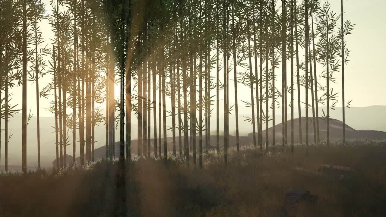 언덕 에 있는 초록색 대나무 숲