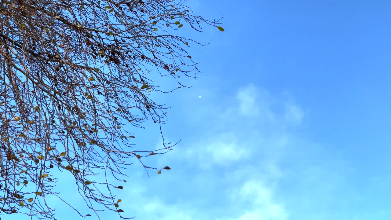 나무 가지를 지나 날아가는 비행기