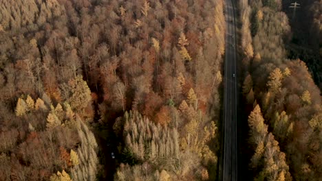 Drone-flying-in-between-trees-in-the-Harz-national-park-in-autumn-with-red-an-orange-leaves-falling-to-the-ground,-Germany,-Europe