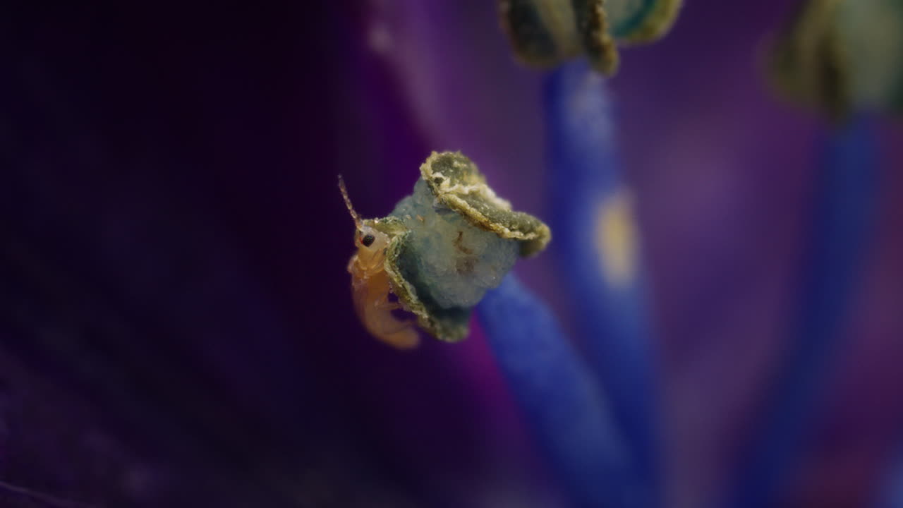 Thrip eating pollen from stamen of hydrangea flower, with plant cells visible. Macro, Western flower thrip, Frankliniella occidentalis.