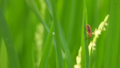 Wasp-in-rice-waiting-for-pry