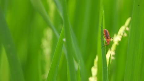 avispa en el arroz esperando por pry