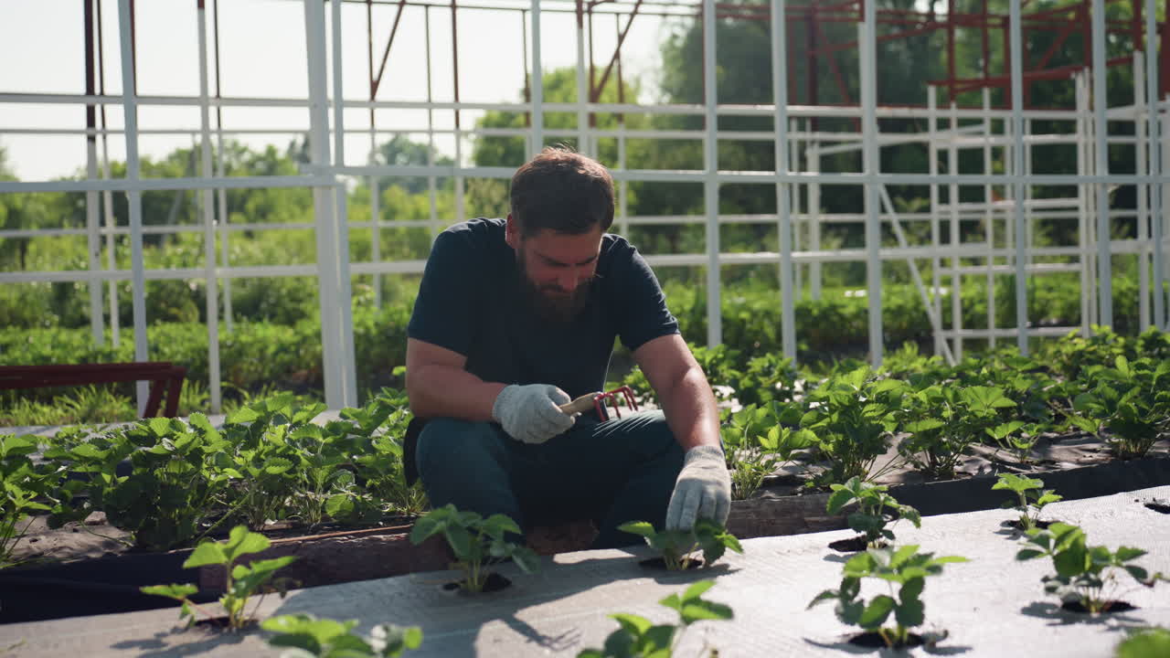 agronomist kneels in greenhouse rows pruning soil with hand fork and gloves, inspecting plants and mulch beds under metal frame, morning sunlight over vegetation