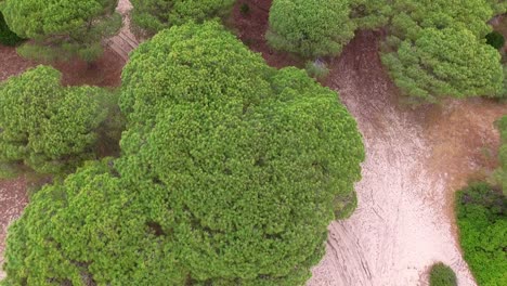 Aerial-view-of-some-tree-tops-on-a-dry-land-with-fine-white-sands-similar-to-beach-sand