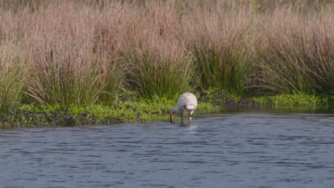 el cucharón eurasiático vadea a lo largo de la orilla del río, barrendo el agua en busca de comida.