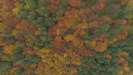 Aerial-above-a-silent-and-florid-Balkan-forest-with-autumn-colors