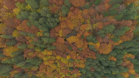 aerial above a silent and florid balkan forest with autumn colors