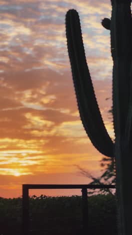 tall cactus stands in silhouette against a colorful sunset sky, with warm golden hues blending into soft clouds in the background