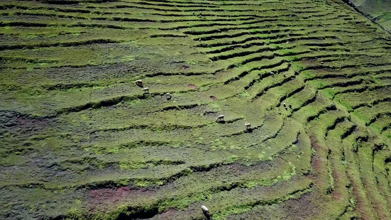 Aerial, orbit, drone shot around Llama on terraces, in Andes mountains, sunny day, in Cusco, Peru, South America - Lama glama