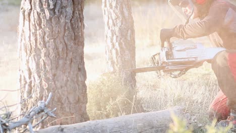 A young woman is cutting down a tree with a chainsaw in Spain, close-up
