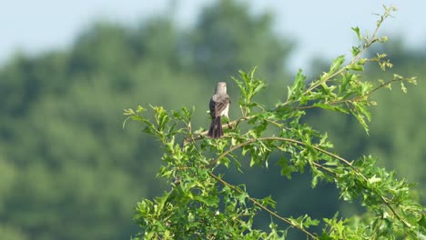 A-Northern-Mockingbird-perched-on-a-branch-and-singing-in-the-summer-sunshine