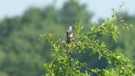 un mockingbird del norte encaramado en una rama y cantando en el sol de verano