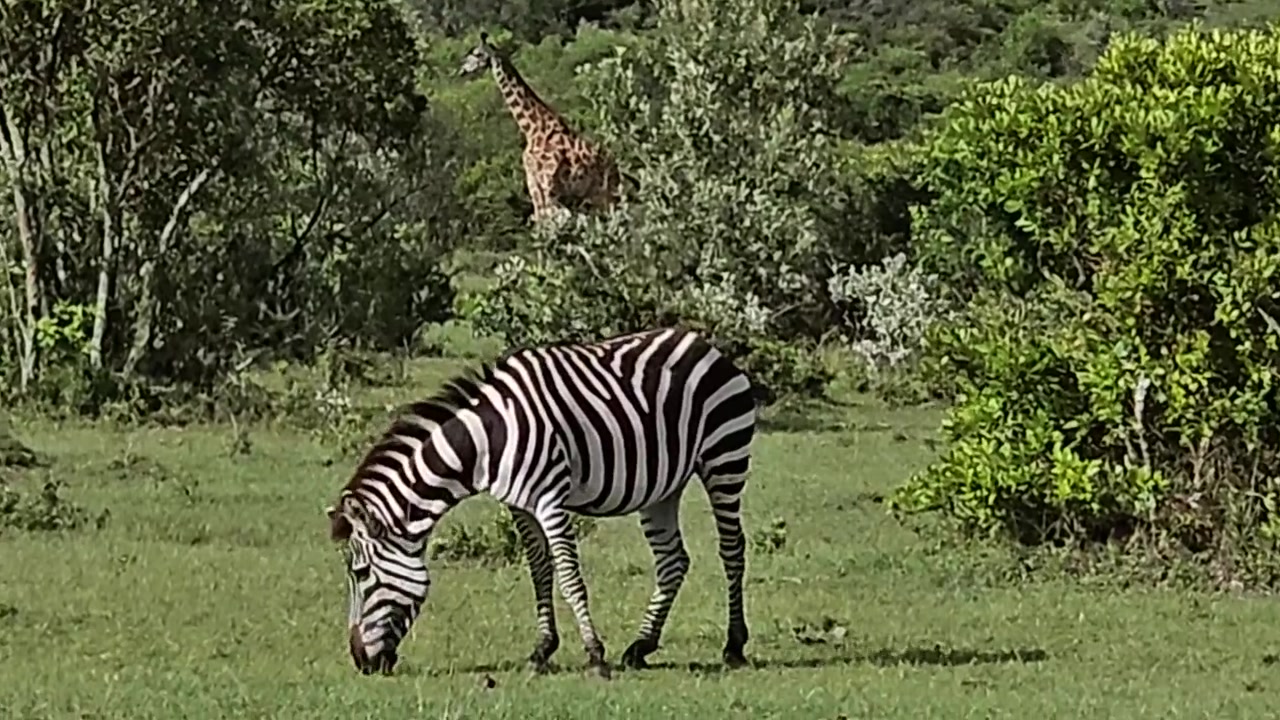 Zebra e giraffa che pascolano insieme nella lussureggiante savana del Masai Mara, Africa soleggiata