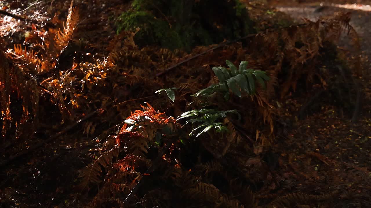 la luz del sol filtrándose a través de los helechos en un exuberante bosque tropical