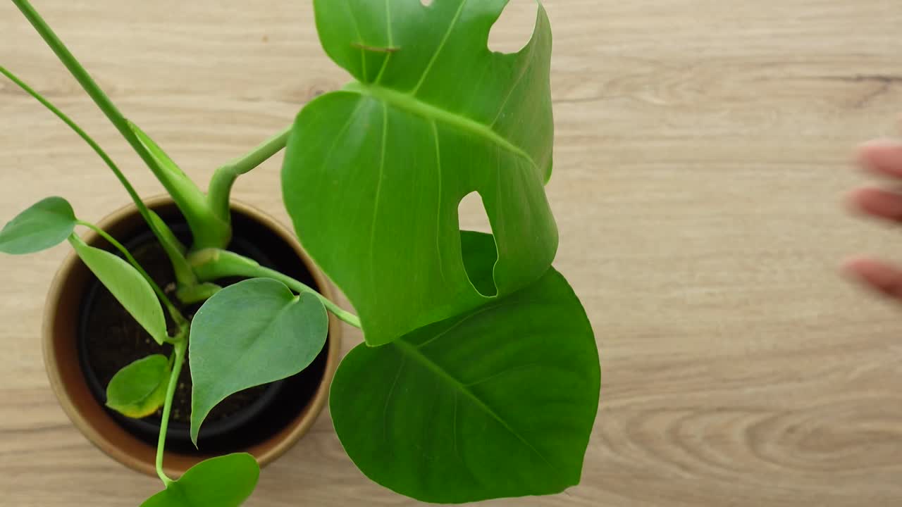 Detail rostliny Monstera