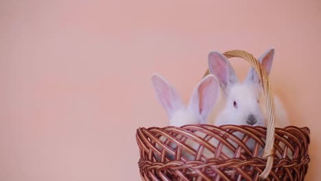 easter day and cute bunny in a basket. festive decor. happy easter!