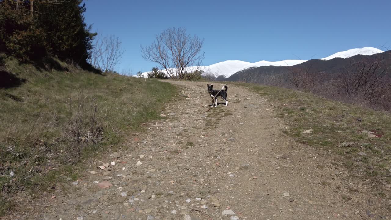 Black and white dog running uphill on mountain path, carrying wooden stick in mouth, showing boundless energy and joy during outdoor adventure under sunny mountain landscape