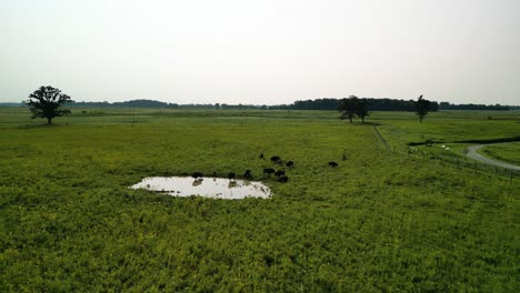 Aerial-flyover-to-Bison-Herd-at-watering-hole,-Battelle-Darby-Metro-Park,-Ohio