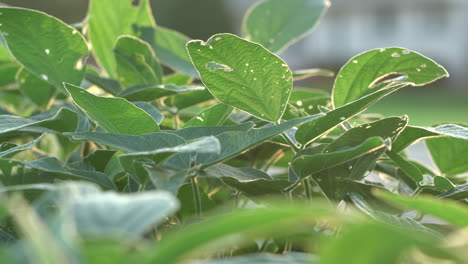 un campo de plantas de soja a la luz del sol vespertino