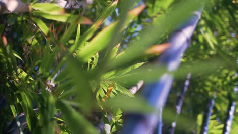 bamboo leaves in the breeze