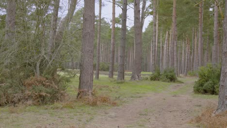 beautiful scenery of a forest with big trees