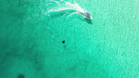 Manta-drone-shot-in-clear-water-with-boat-passing