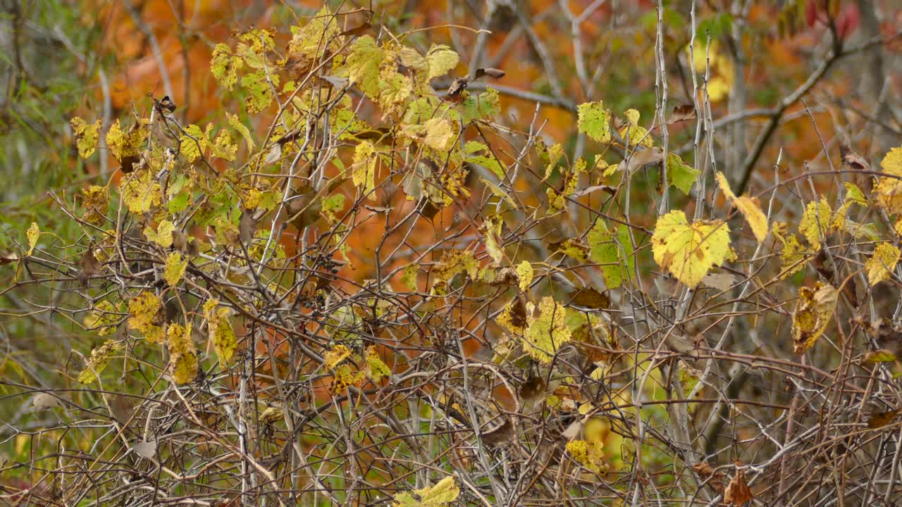 나뭇가지에 시들어가는 나뭇잎과 나비의 정적 샷