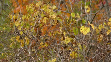 Static-shot-of-withering-leaves-and-butterflies-on-branches