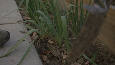 close up footage of a man digging up irises next to a sidewalk