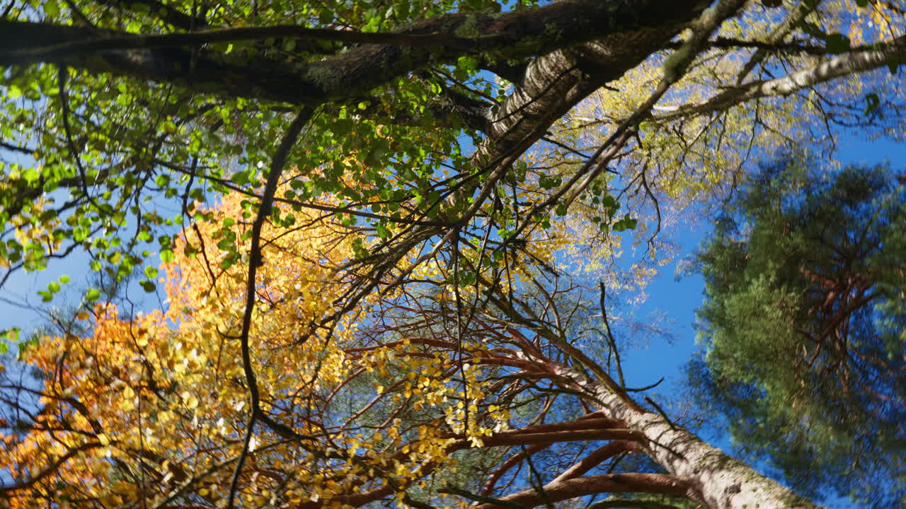 Wide shot of treetops with colorful leaves and the camera rotates