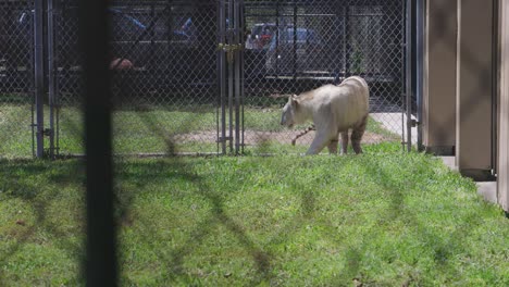 el tigre blanco de bengala camina en cautiverio detrás de una jaula en un centro de rescate de grandes gatos en florida