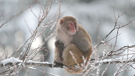 rhesus macaque monkey in forest in snowfall