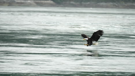 eagle catchng fish and feeding in british columbia canada